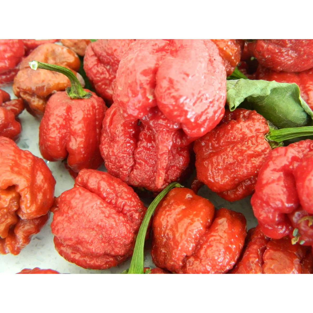 Burgundy Carolina Reaper - Image 2