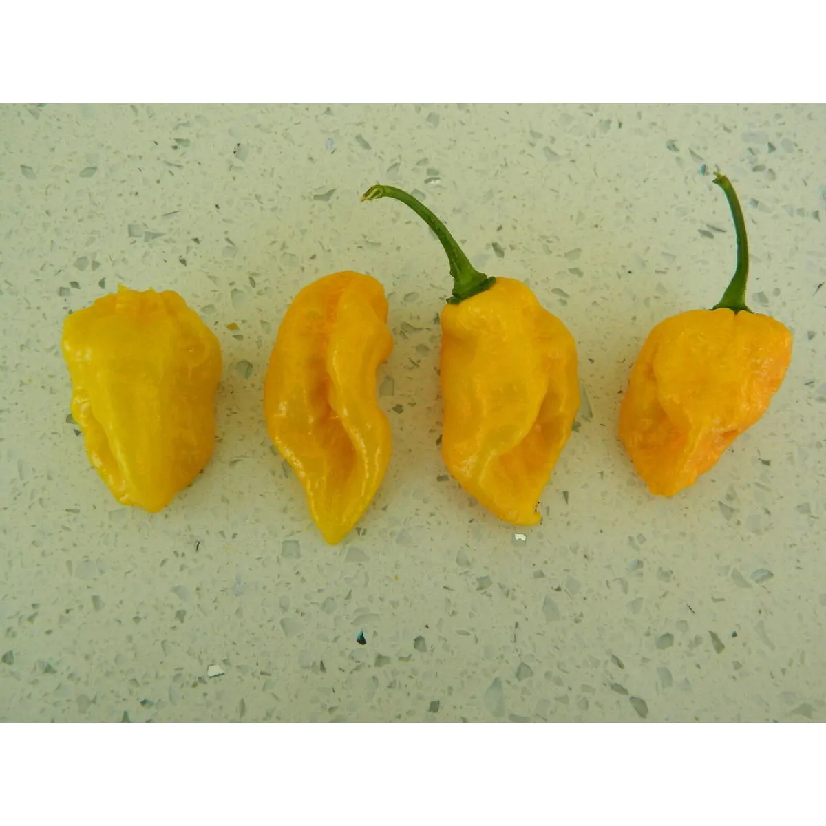 Cheiro do Norte Chilli Seeds - Image 2