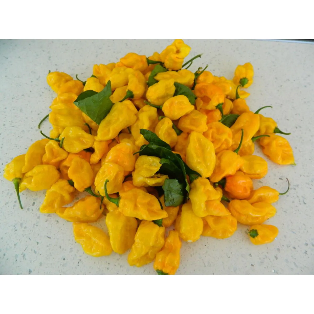 Cheiro do Norte Chilli Seeds - Image 3