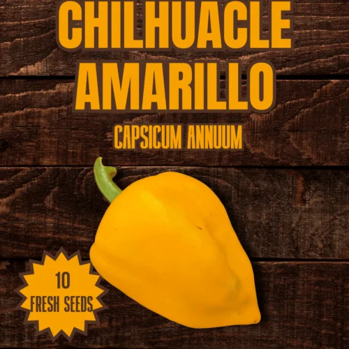 Chilhuacle Amarillo Chilli Seeds