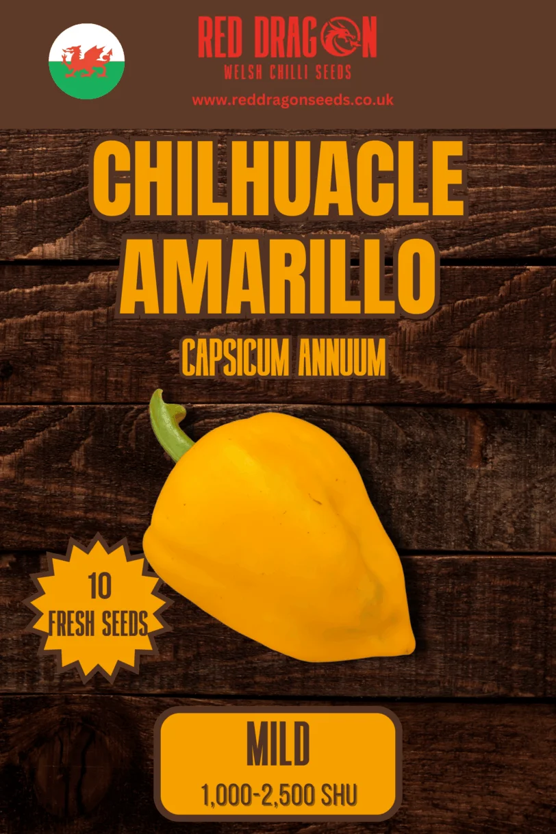 Chilhuacle Amarillo Chilli Seeds