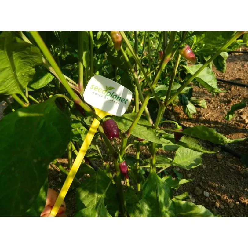 Condor's Beak Chilli Seeds - Image 4