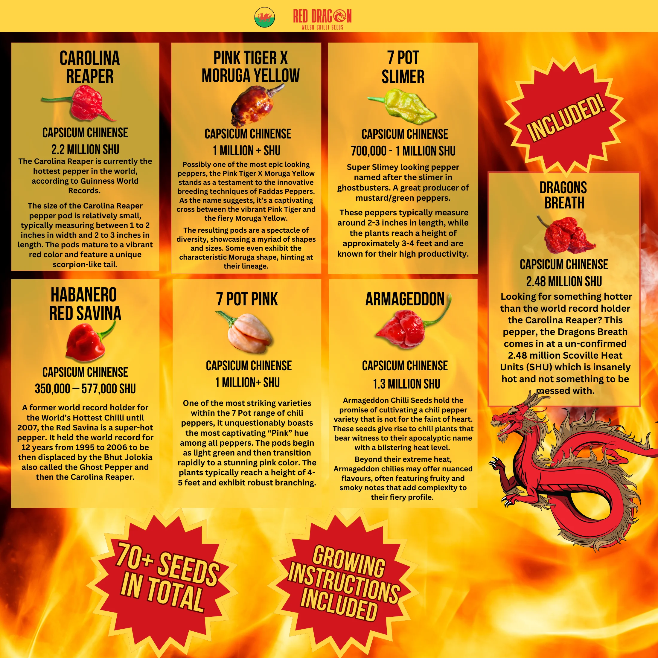 Super Hot Chilli Seeds - Tin Edition - Image 2