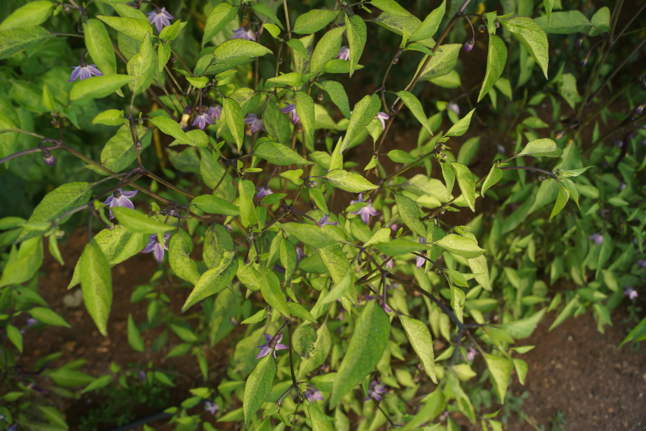 Buena Mulata - Image 16