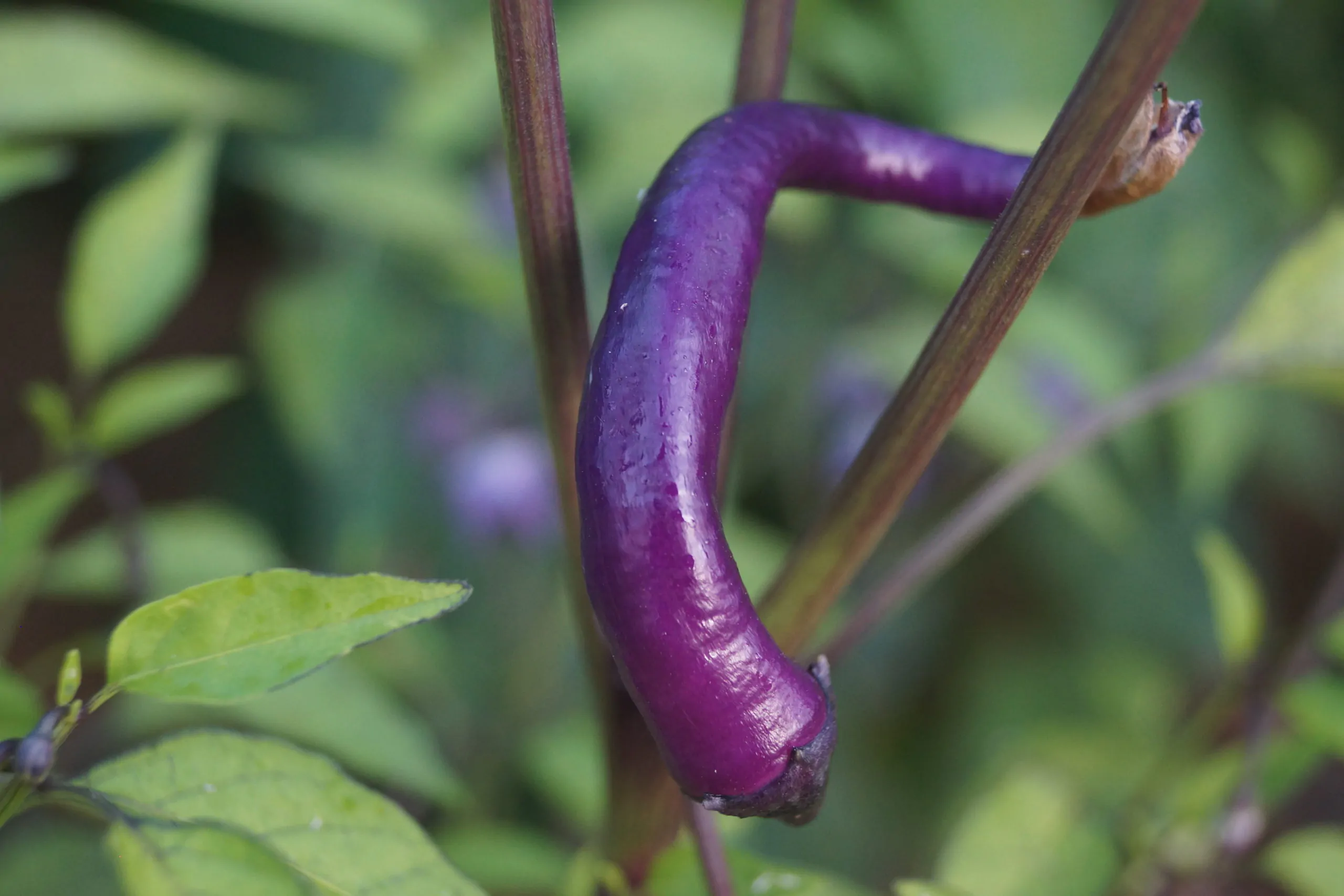 Buena Mulata - Image 2