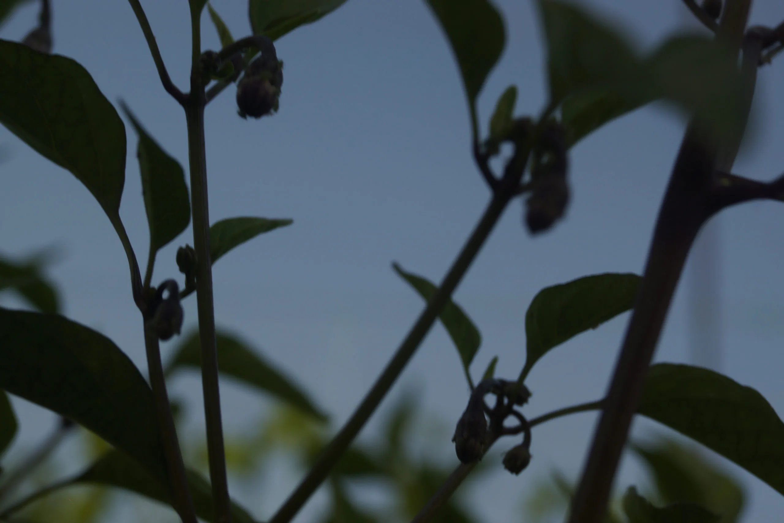 Buena Mulata - Image 12