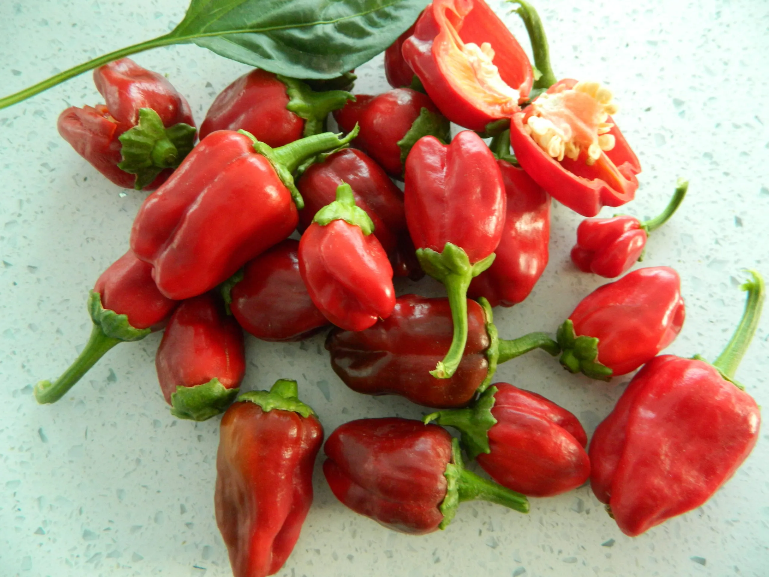 Big Jamaican Chilli Seeds - Image 4