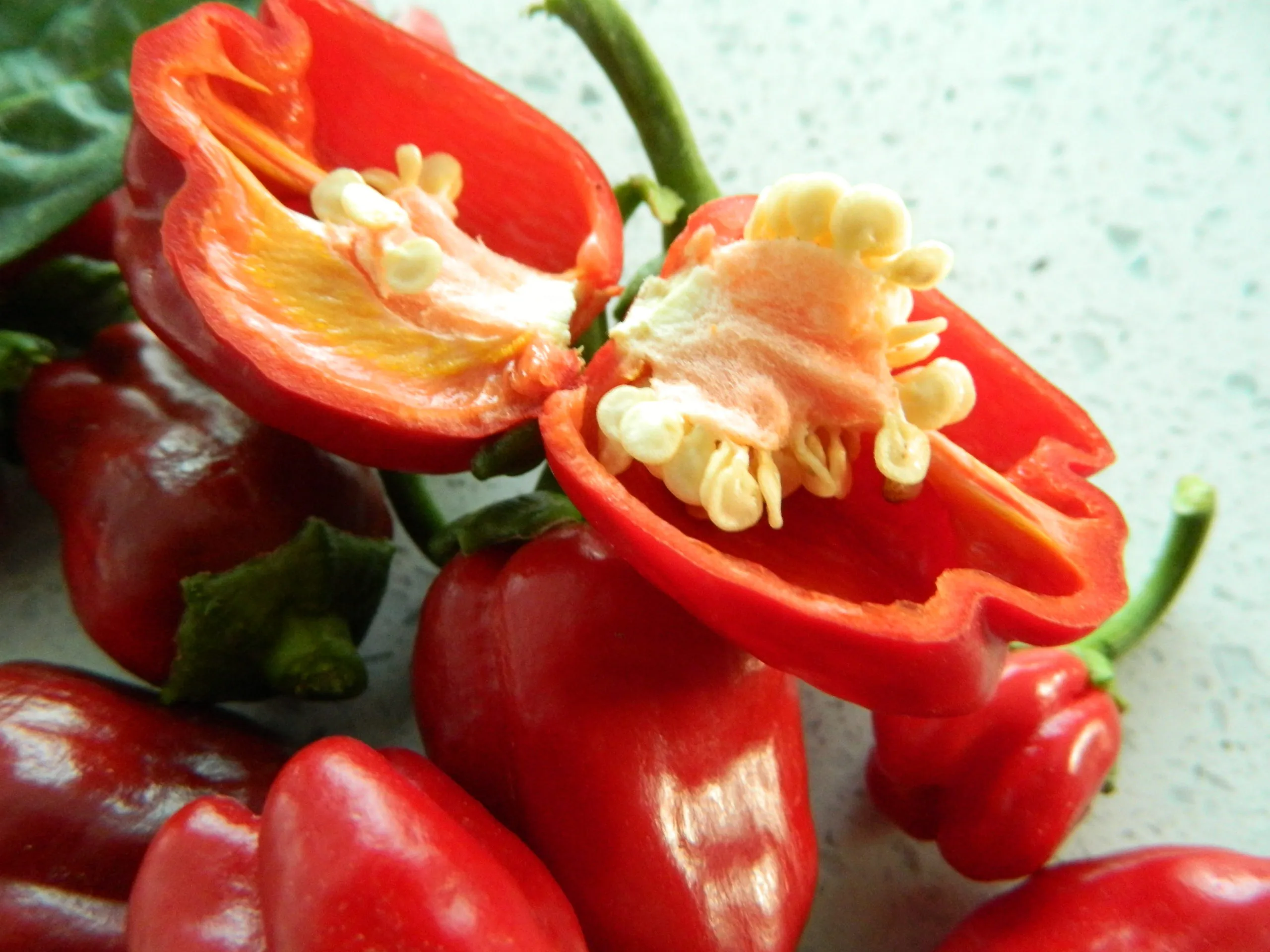 Big Jamaican Chilli Seeds - Image 2