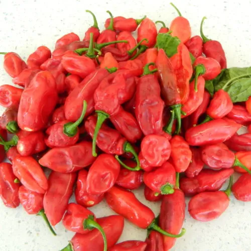The Naga (Dorset Variety) Chilli Seeds