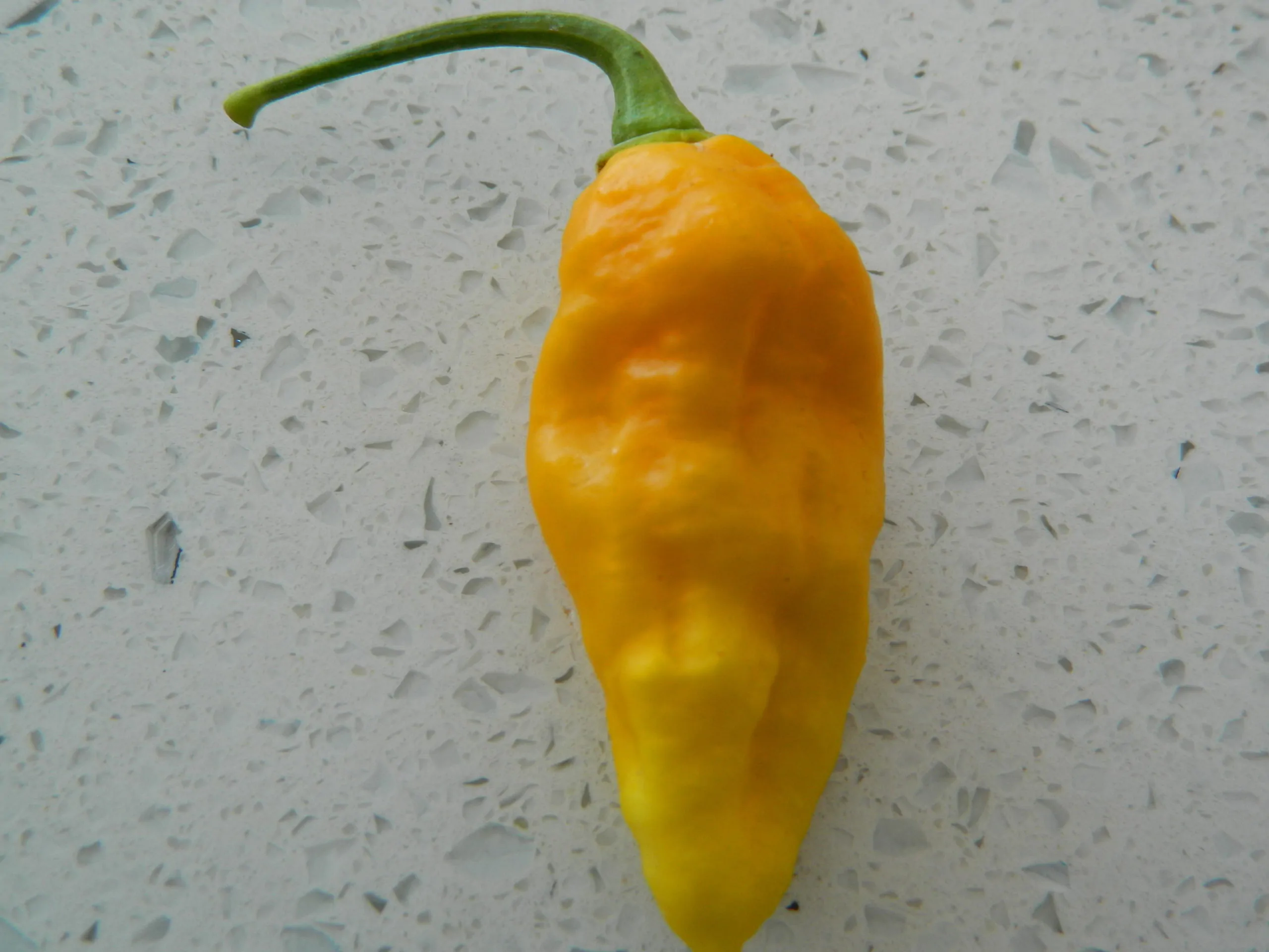 Bhut Jolokia Yellow Chilli Seeds - Image 5