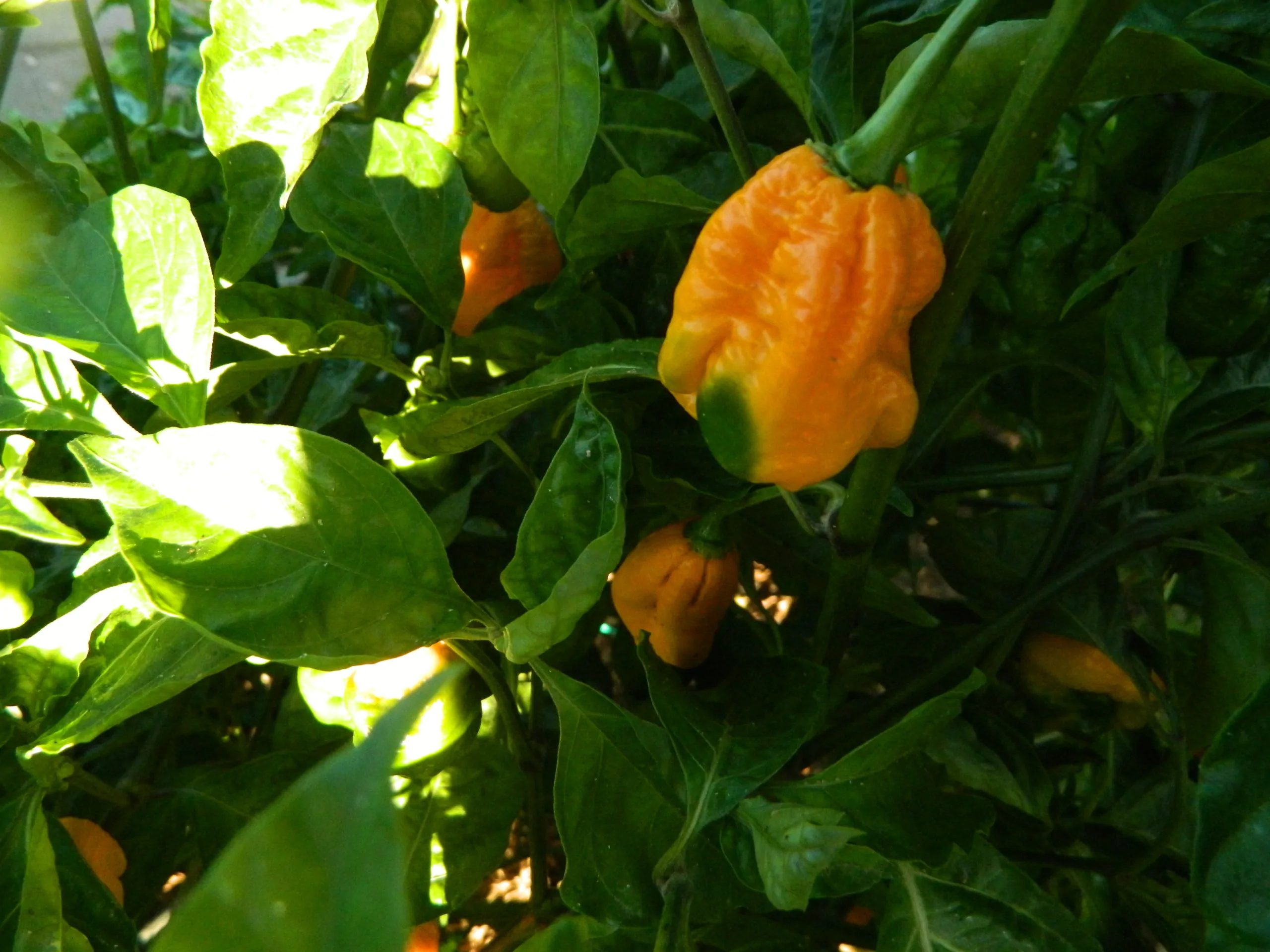 Trinidad Scorpion Yellow - Image 6
