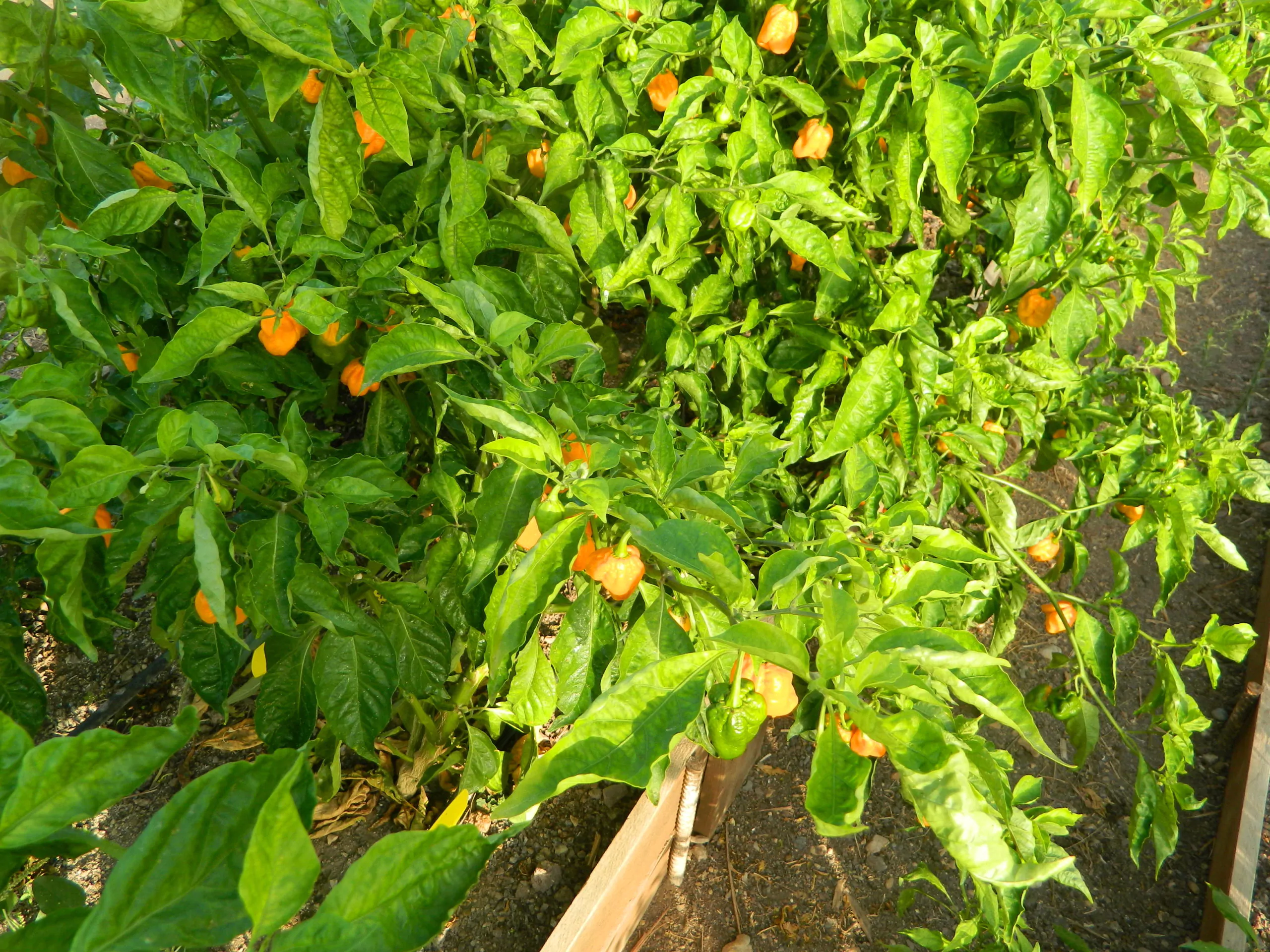 Trinidad Scorpion Yellow - Image 7