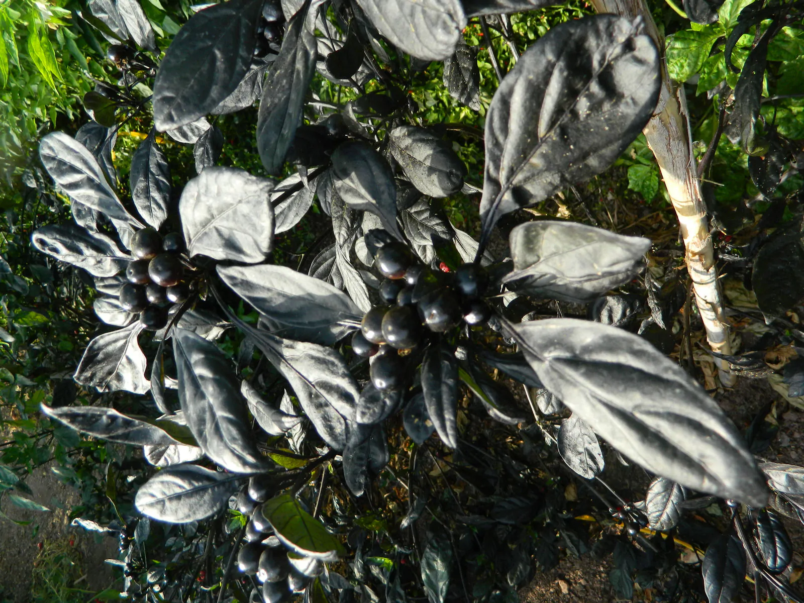 Black Pearl - Image 7