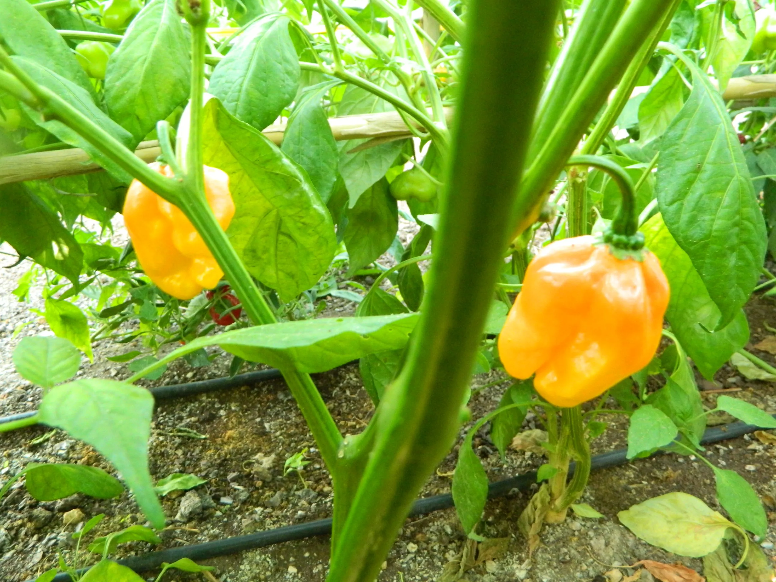 Numex Sauve Orange Chilli Seeds - Image 2