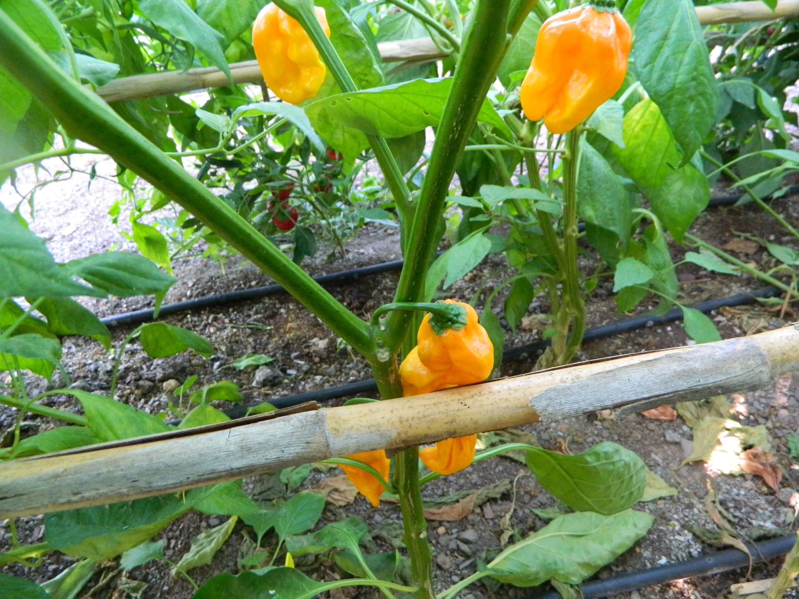 Numex Sauve Orange Chilli Seeds - Image 3