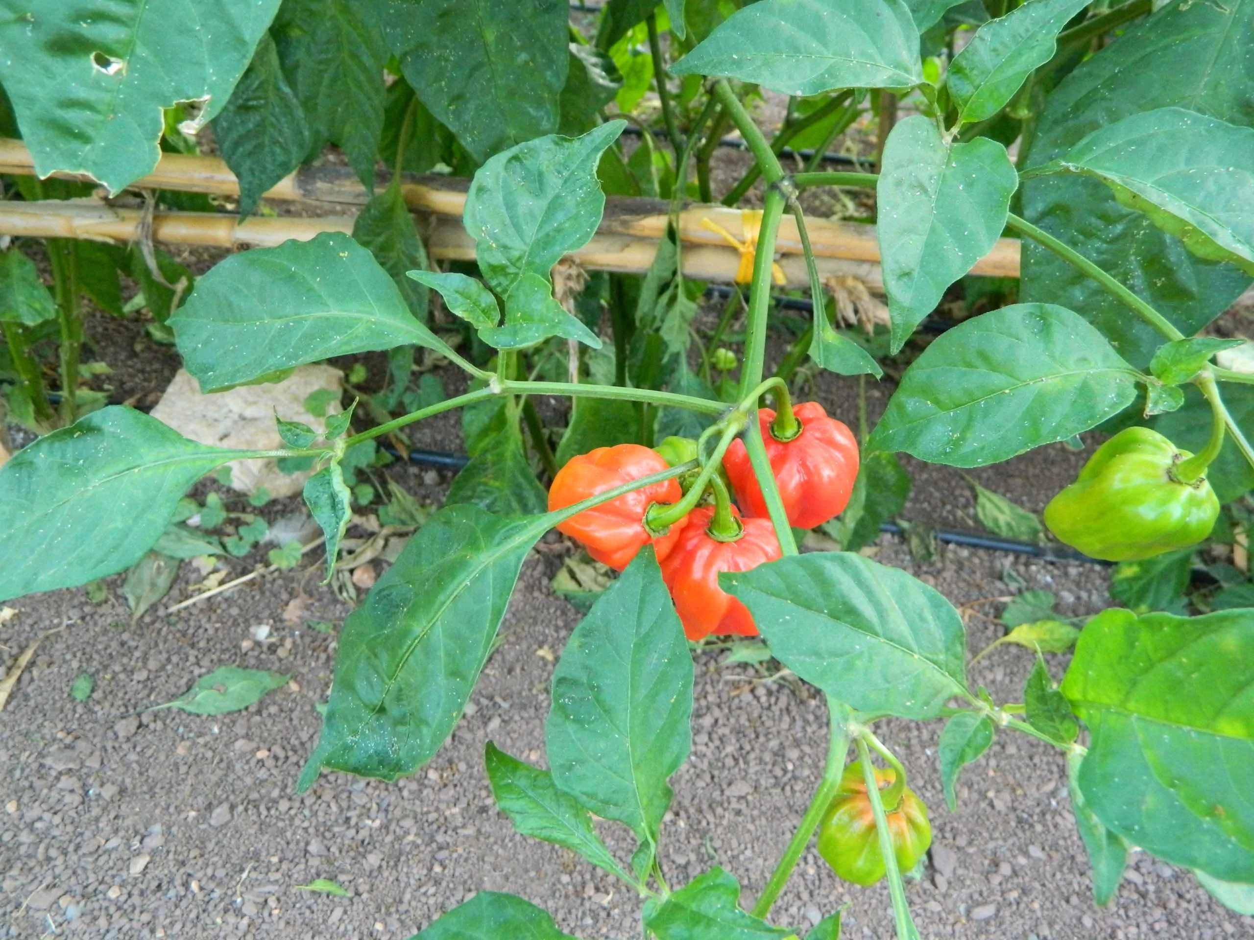 Aji Umba Red - Image 6