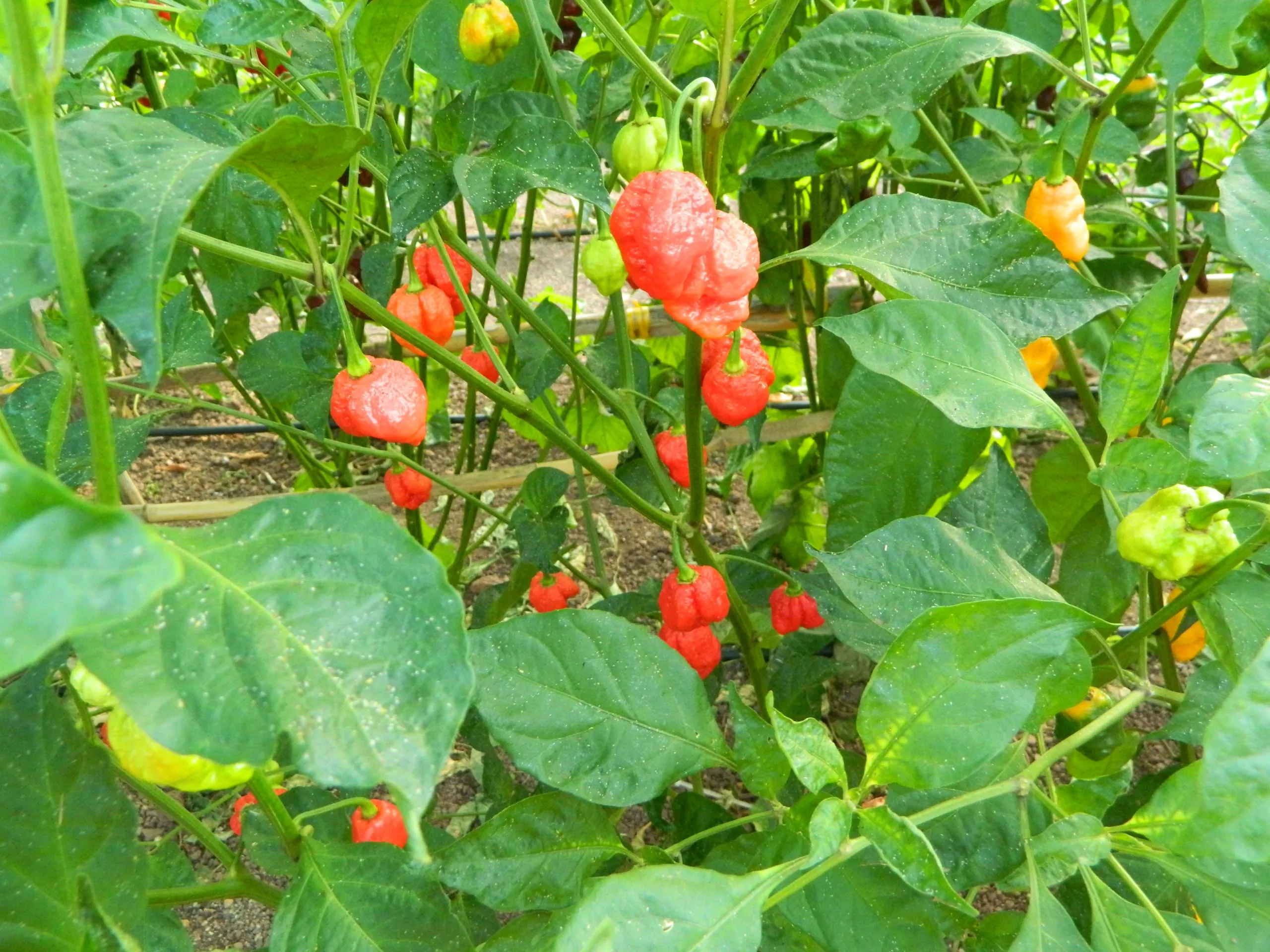 Aji Umba Red - Image 4