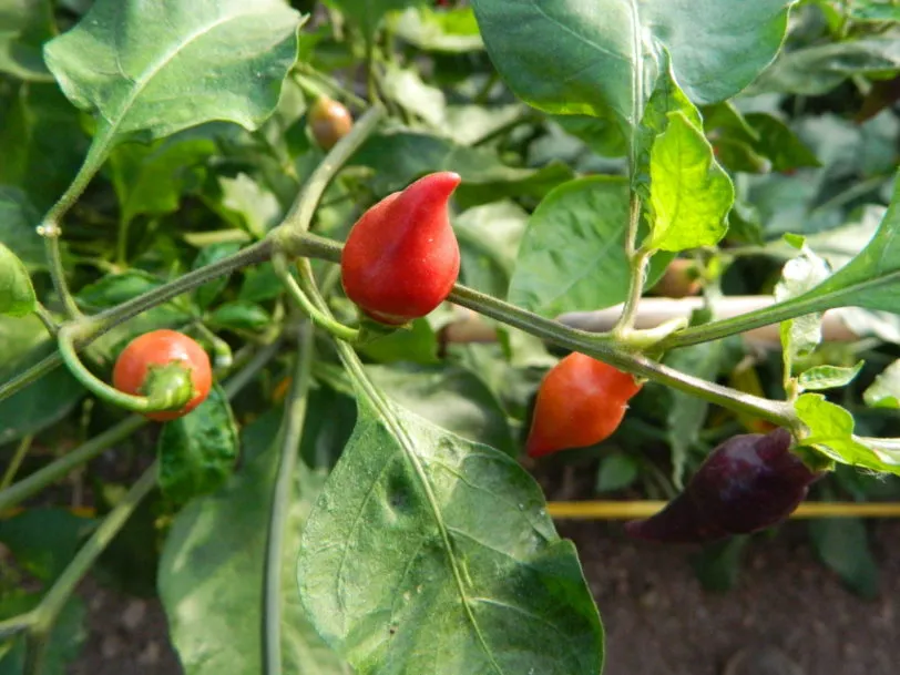 Condor's Beak Chilli Seeds - Image 5