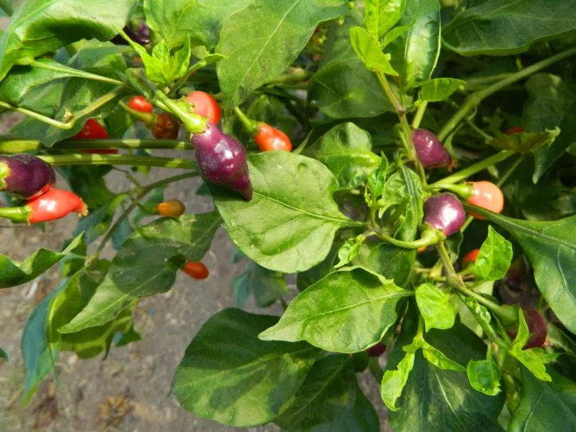 Condor's Beak Chilli Seeds - Image 6