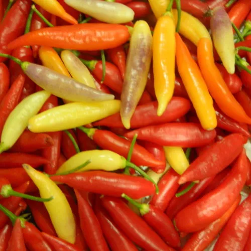 Aji Omnicolor