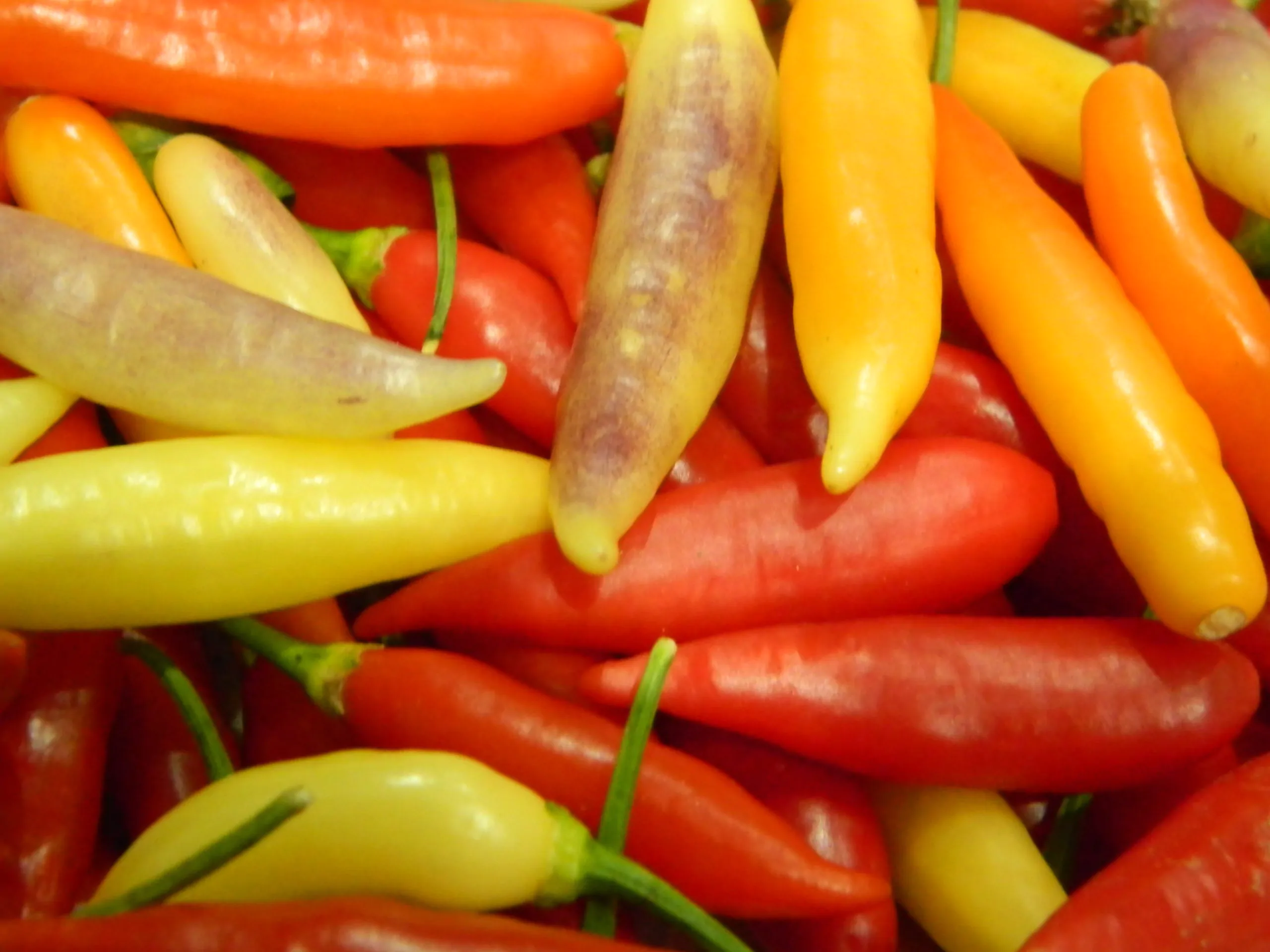 Aji Omnicolor - Image 4