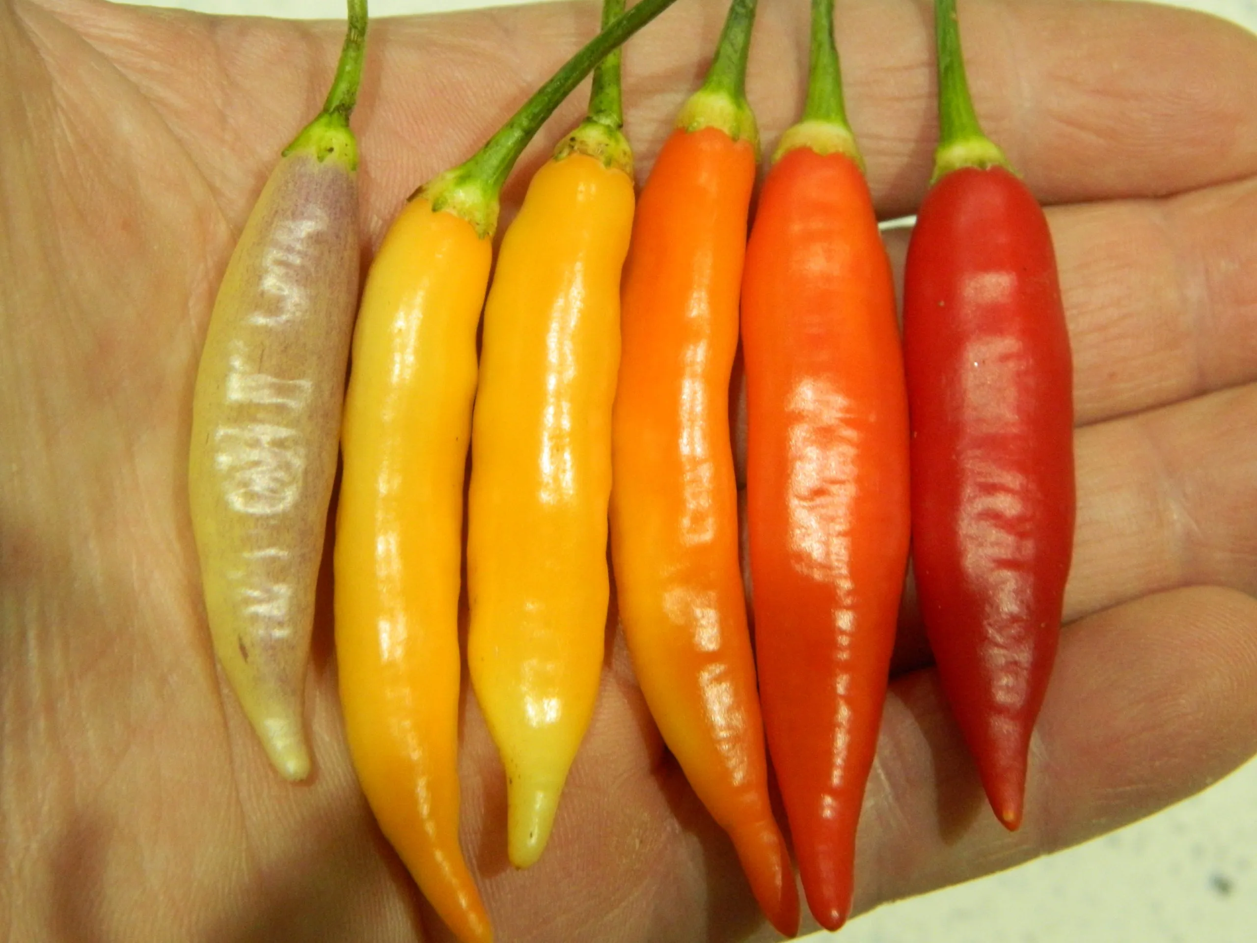 Aji Omnicolor - Image 5