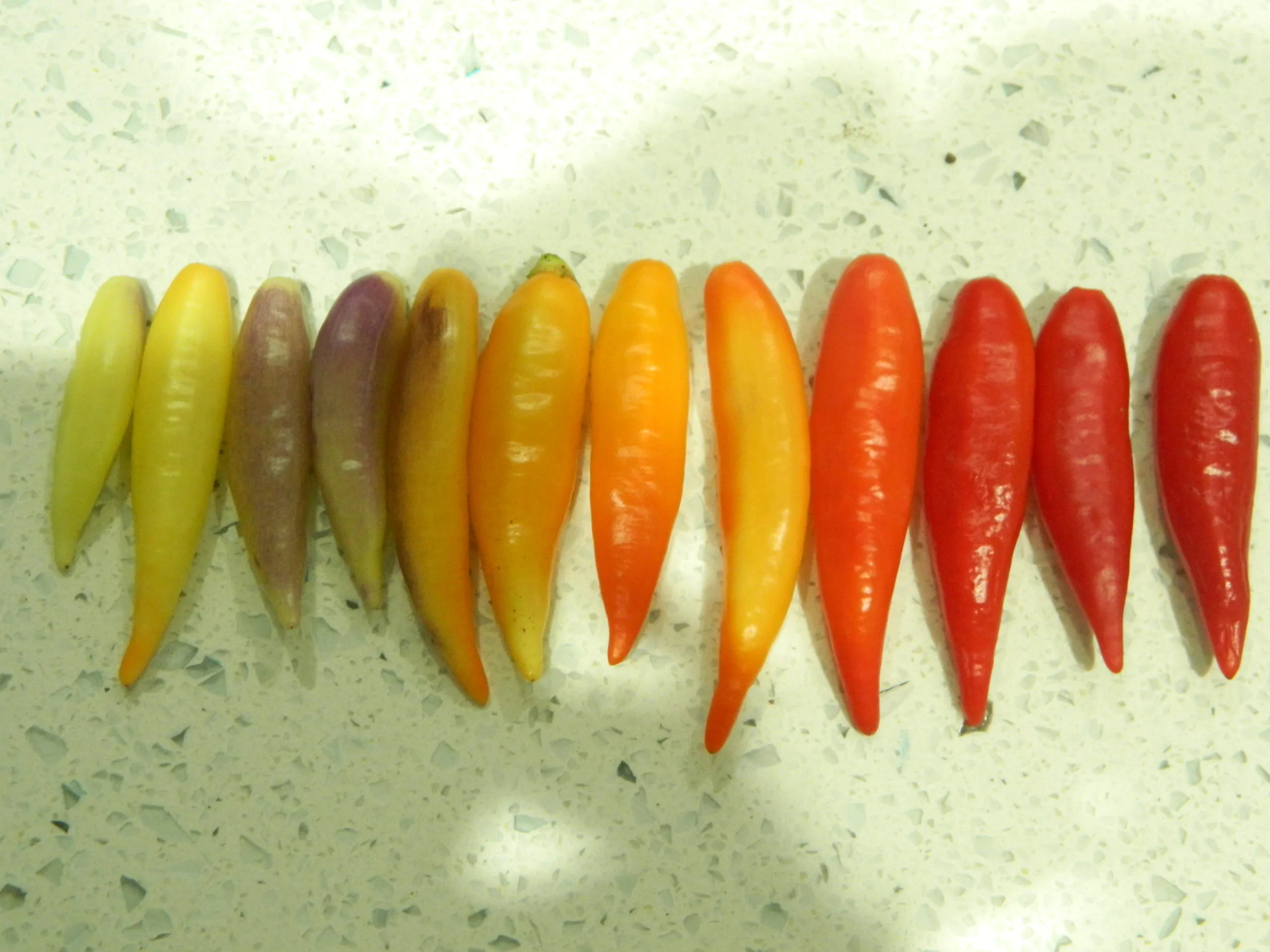 Aji Omnicolor - Image 6