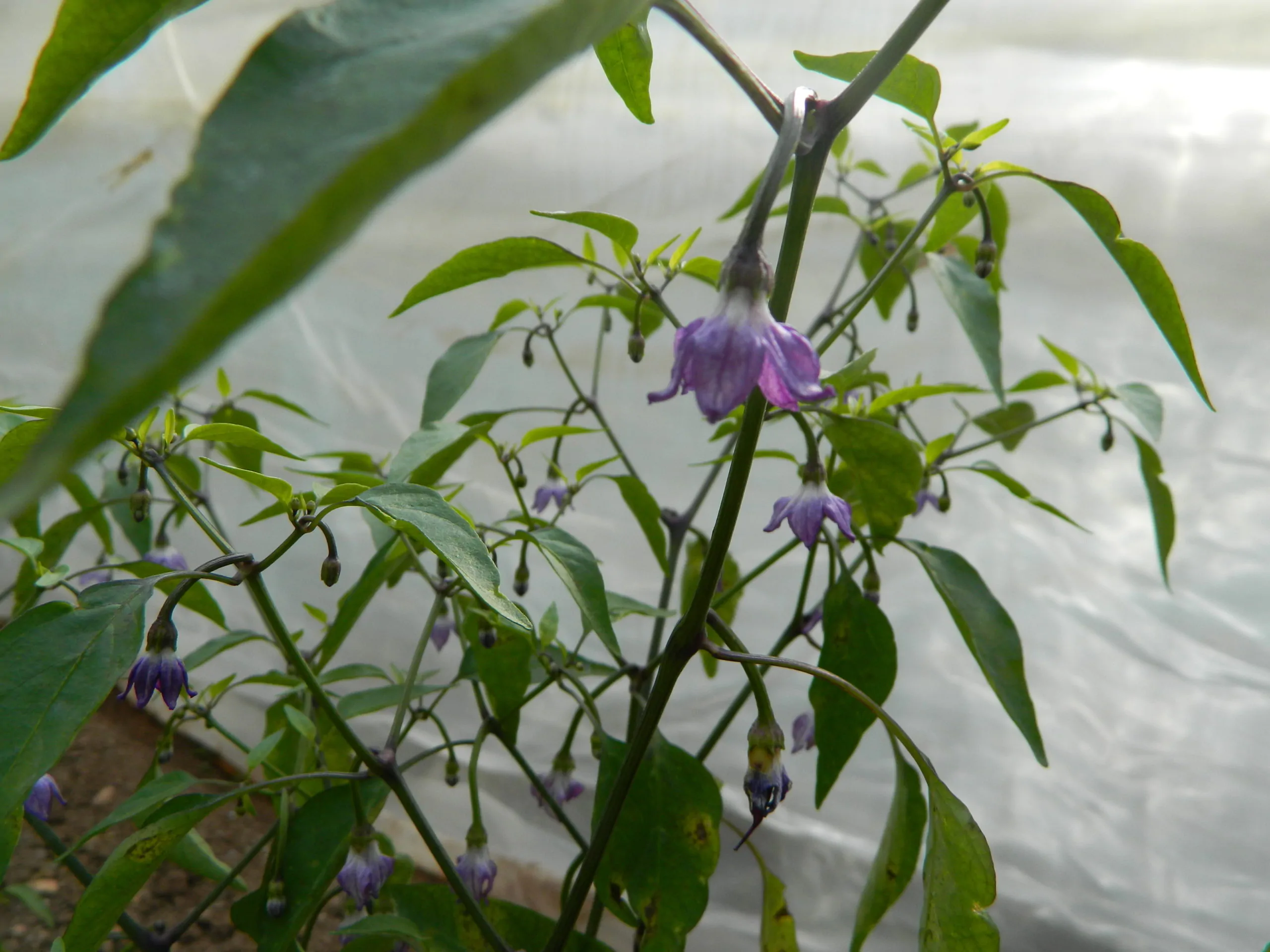 Buena Mulata - Image 8