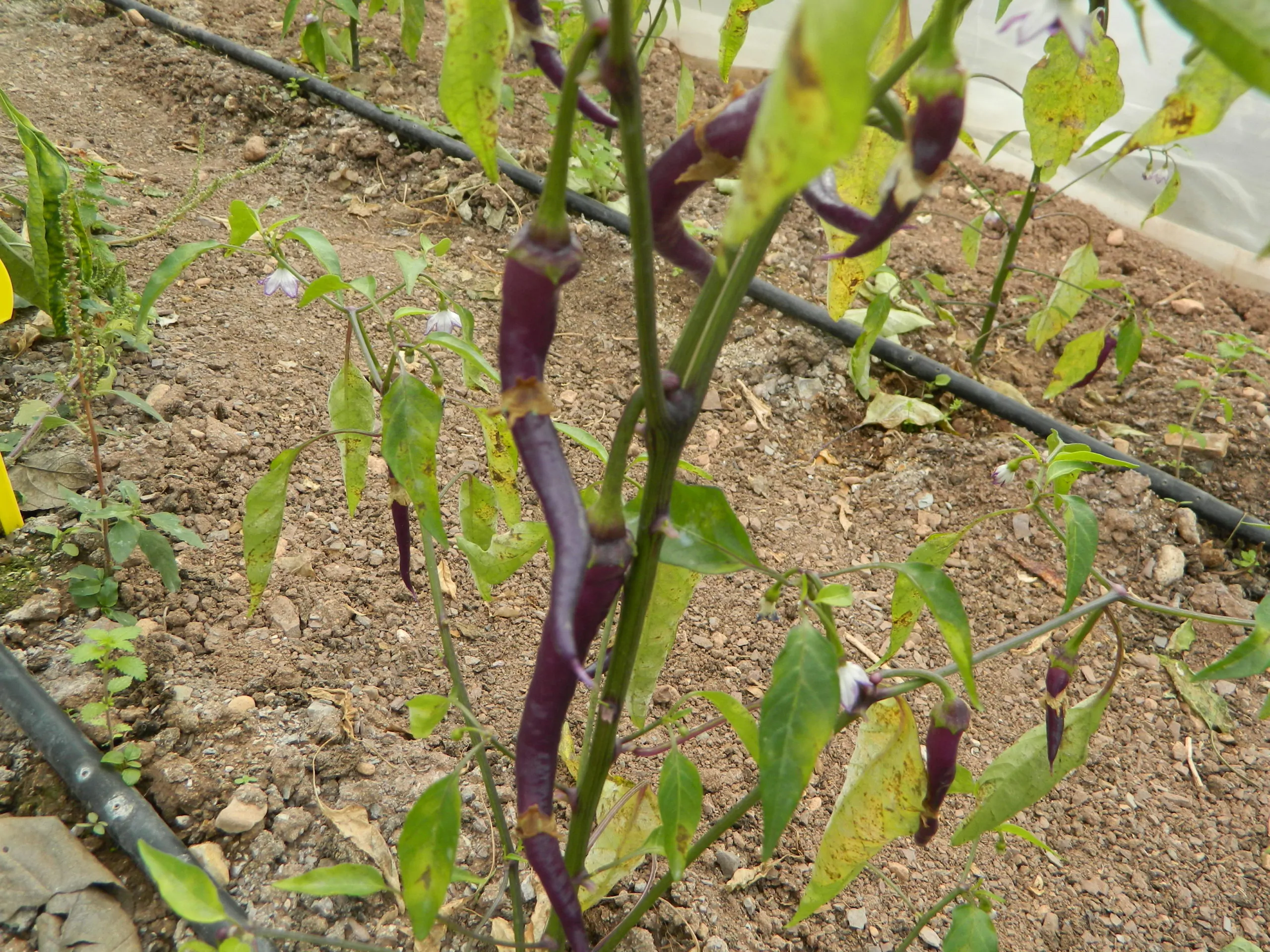 Buena Mulata - Image 9