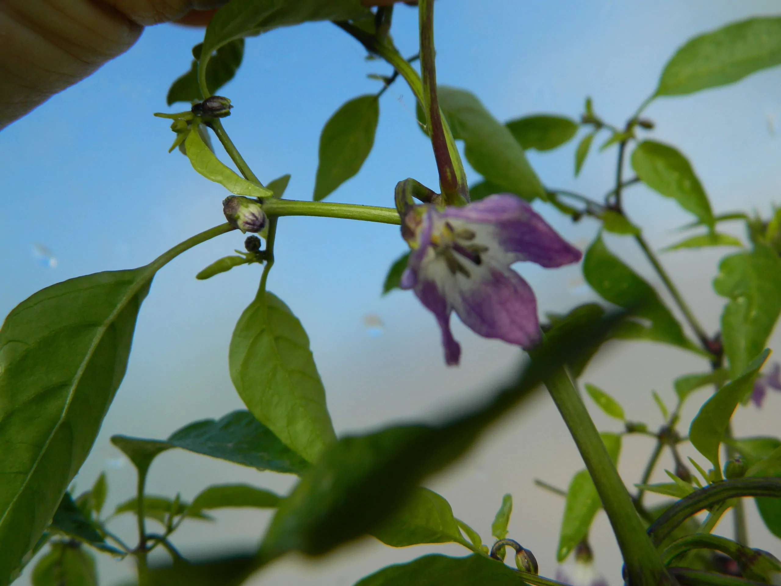 Buena Mulata - Image 13