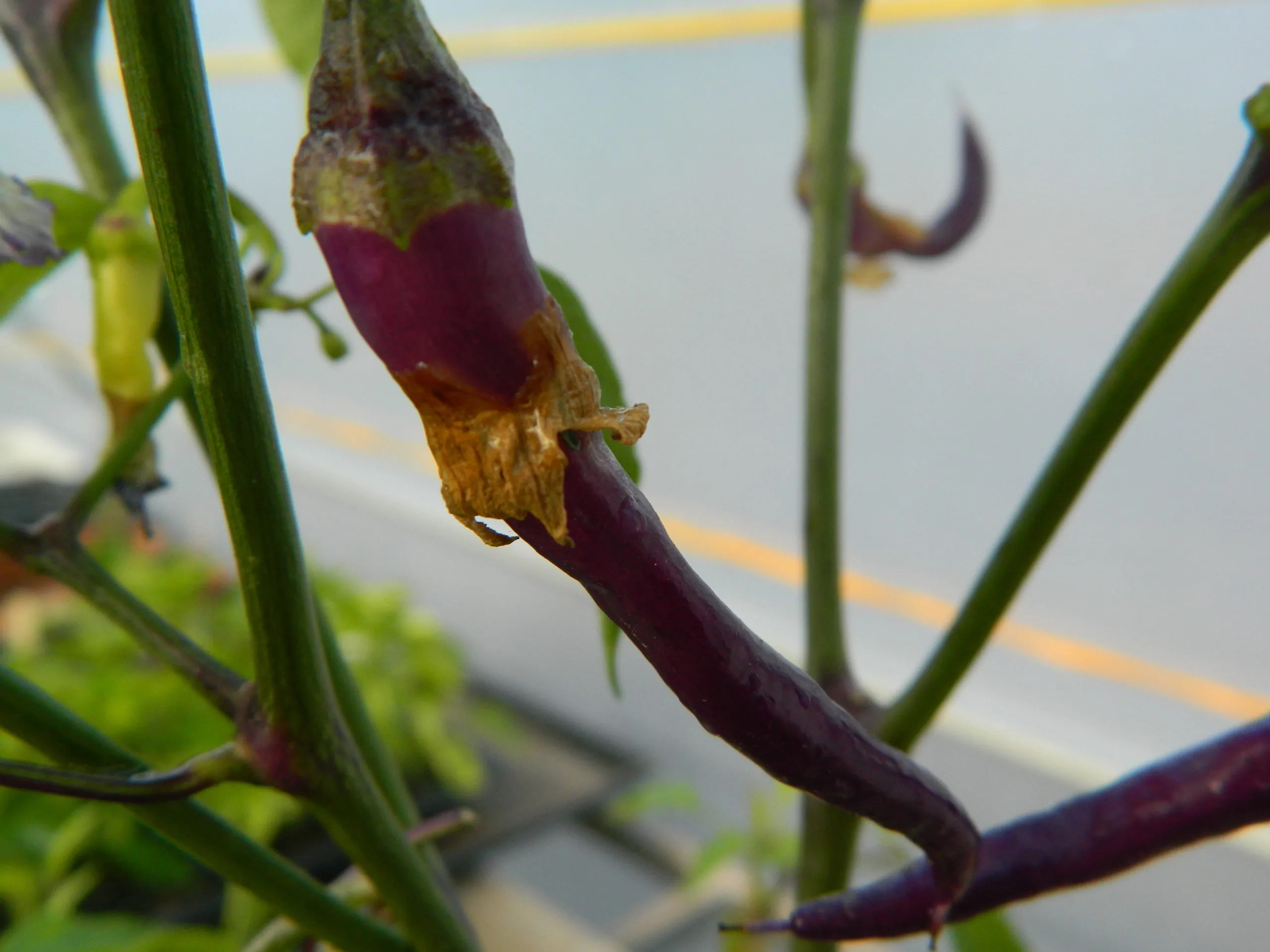 Buena Mulata - Image 14