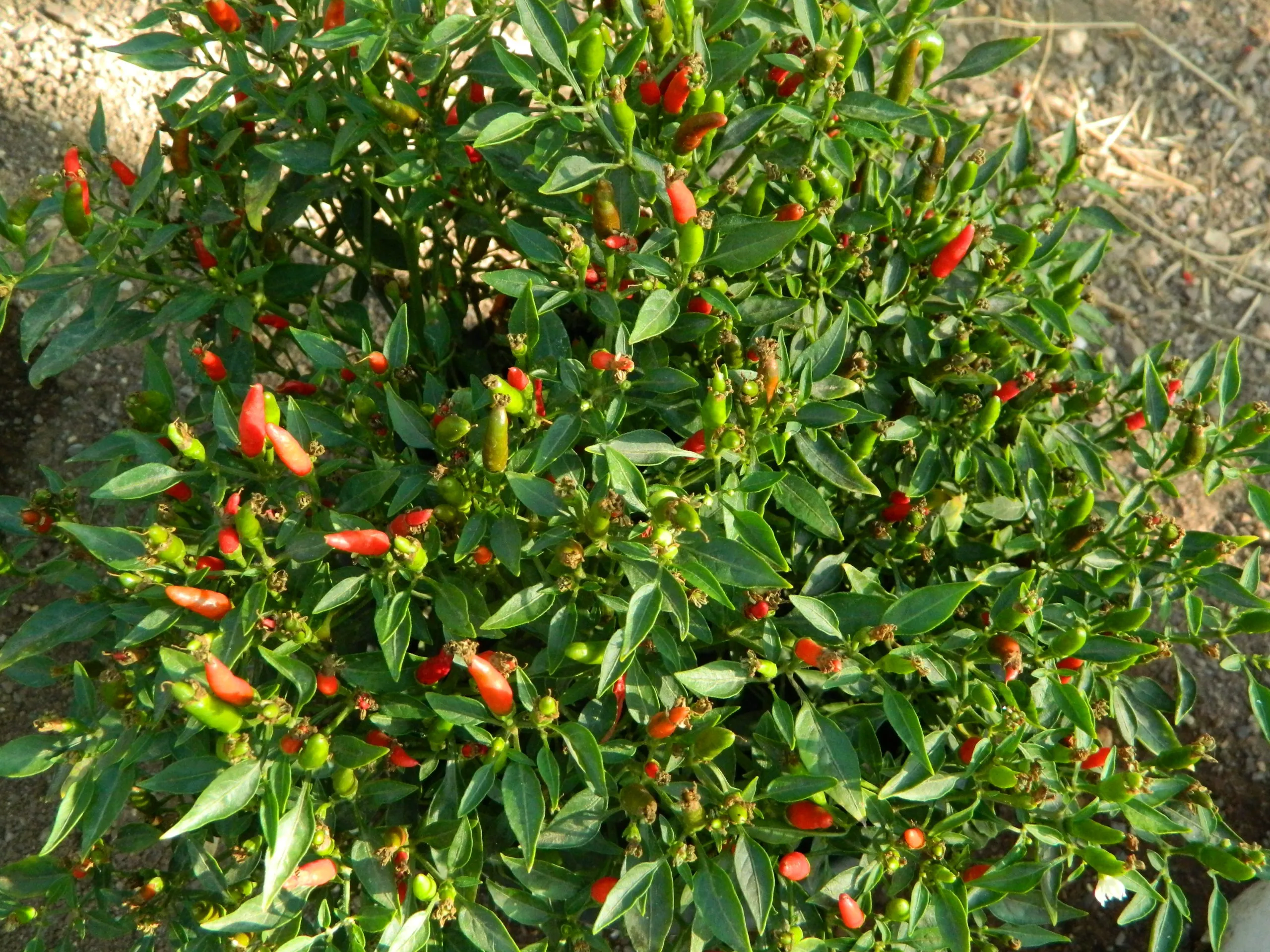 Birds Eye Demon - Image 6