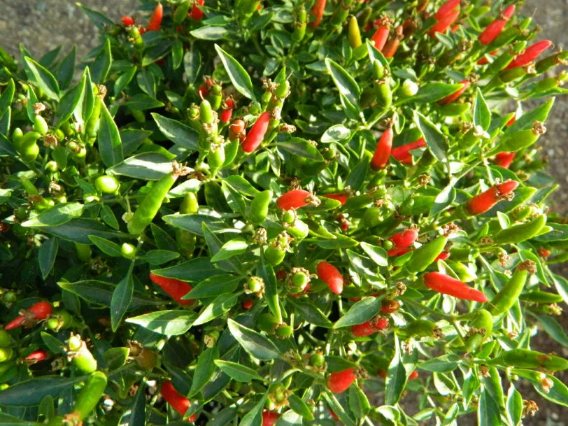 Birds Eye Demon Chilli Seeds