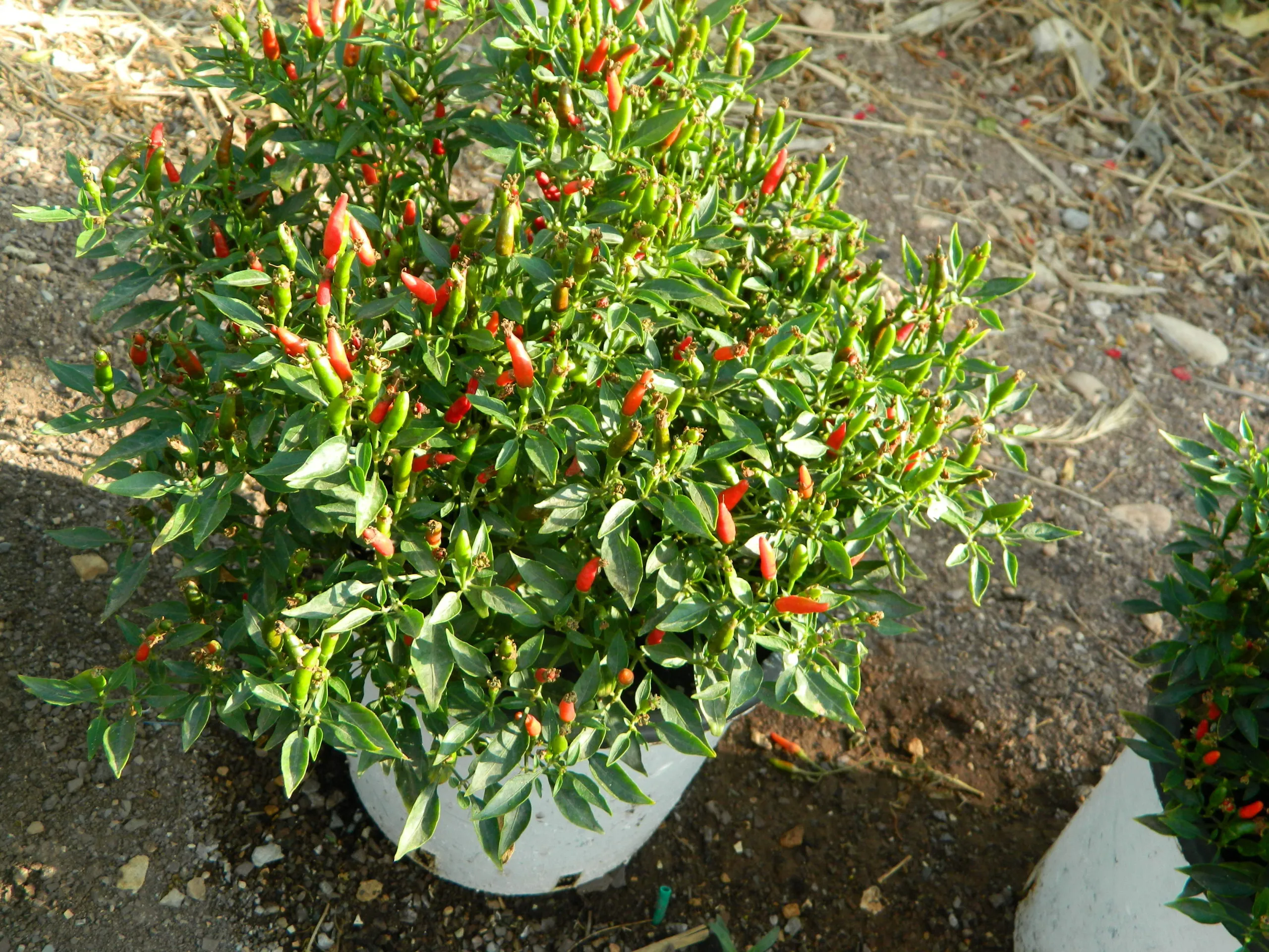 Birds Eye Demon - Image 5