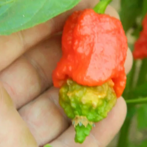 Apocalypse Red Chilli Seeds