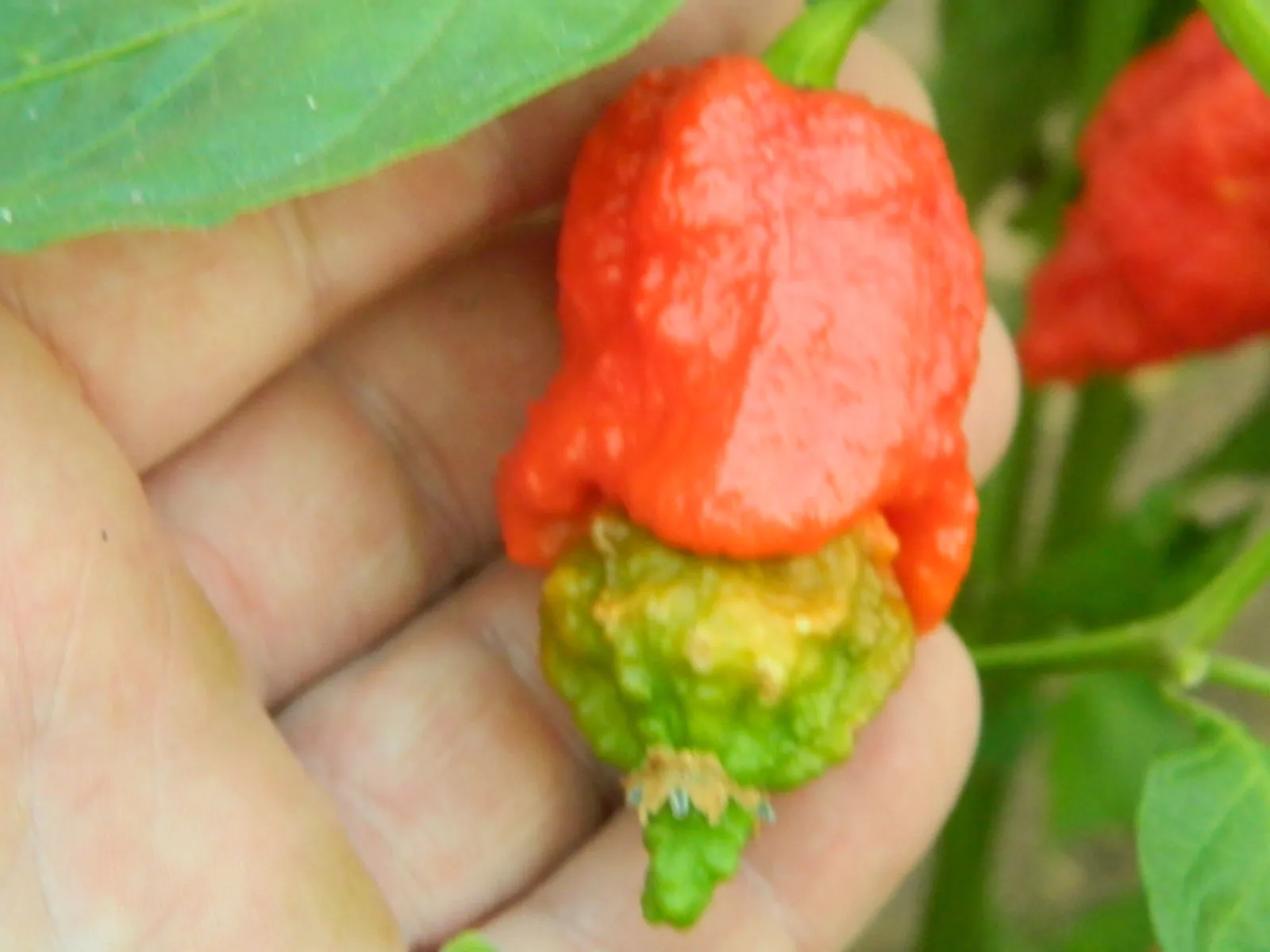 Apocalypse Red Chilli Seeds