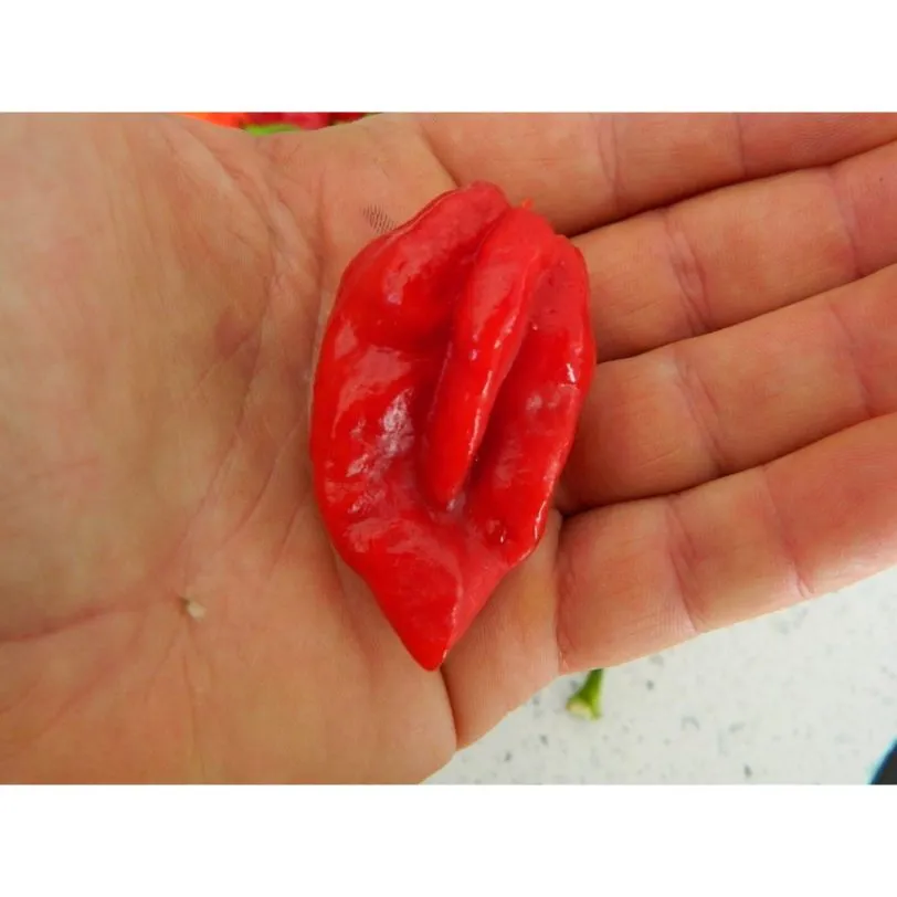 Devils Tongue Chilli Seeds - Rare Red Variety