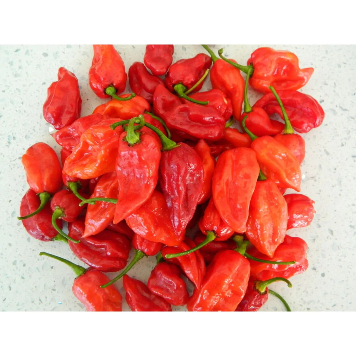 Devils Tongue Chilli Seeds - Rare Red Variety - Image 3