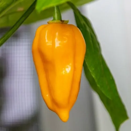 Dorset Naga Orange
