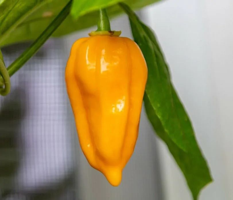 Dorset Naga Orange