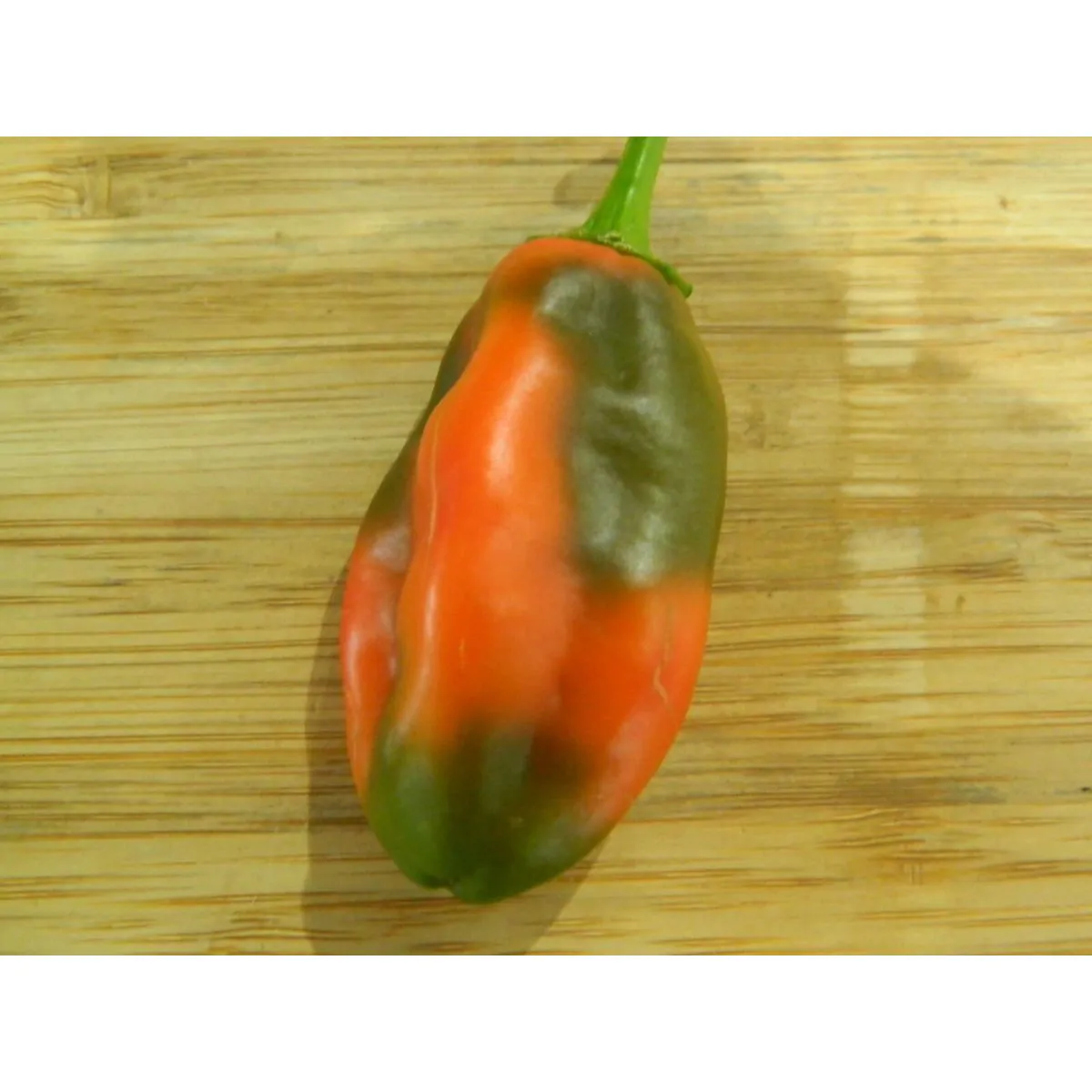 Dorset Naga Orange - Image 2