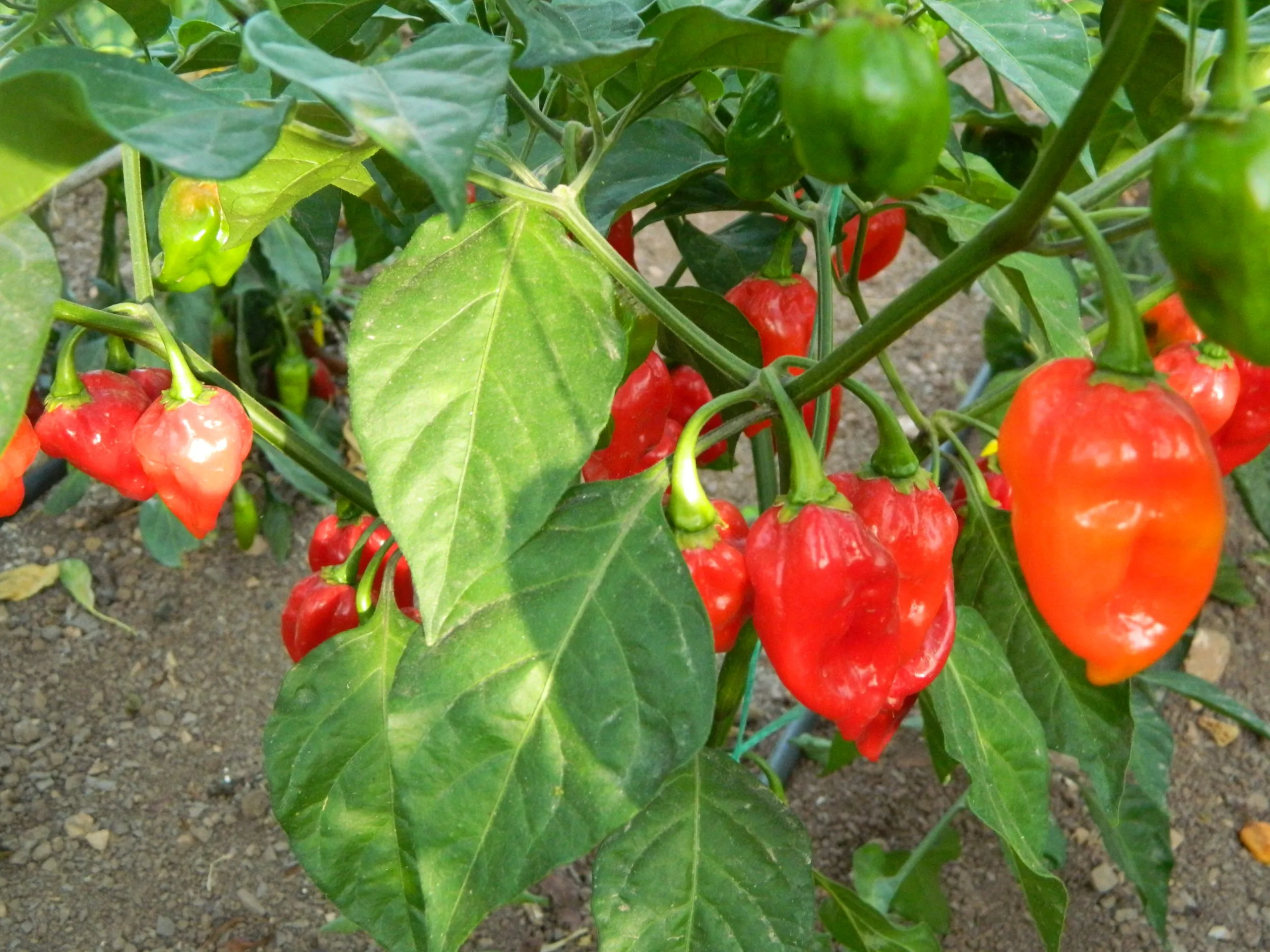 Fatalii Red Chilli Seeds - Image 3