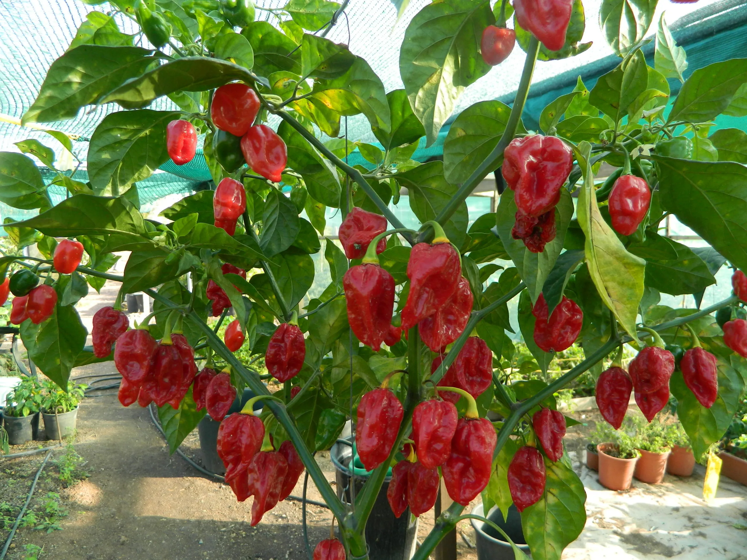 Fatalii Red Chilli Seeds - Image 2