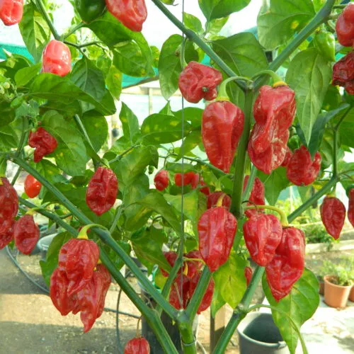 Fatalii Red Chilli Seeds