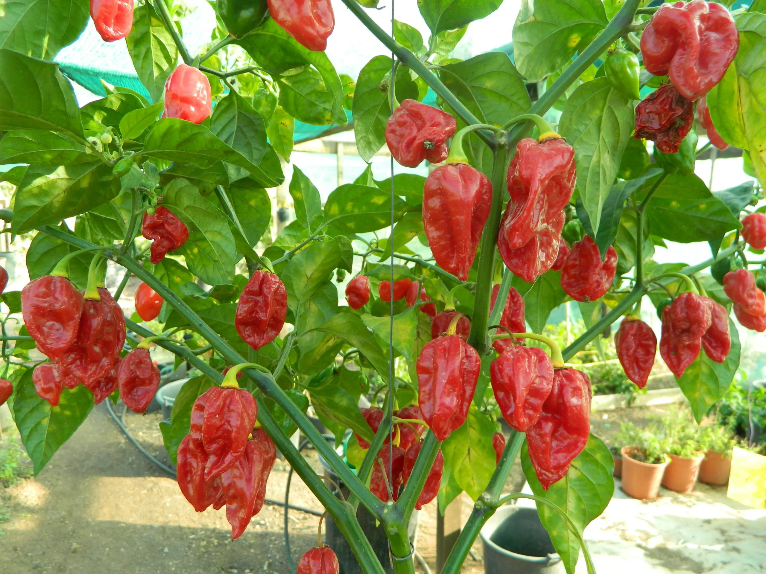 Fatalii Red Chilli Seeds