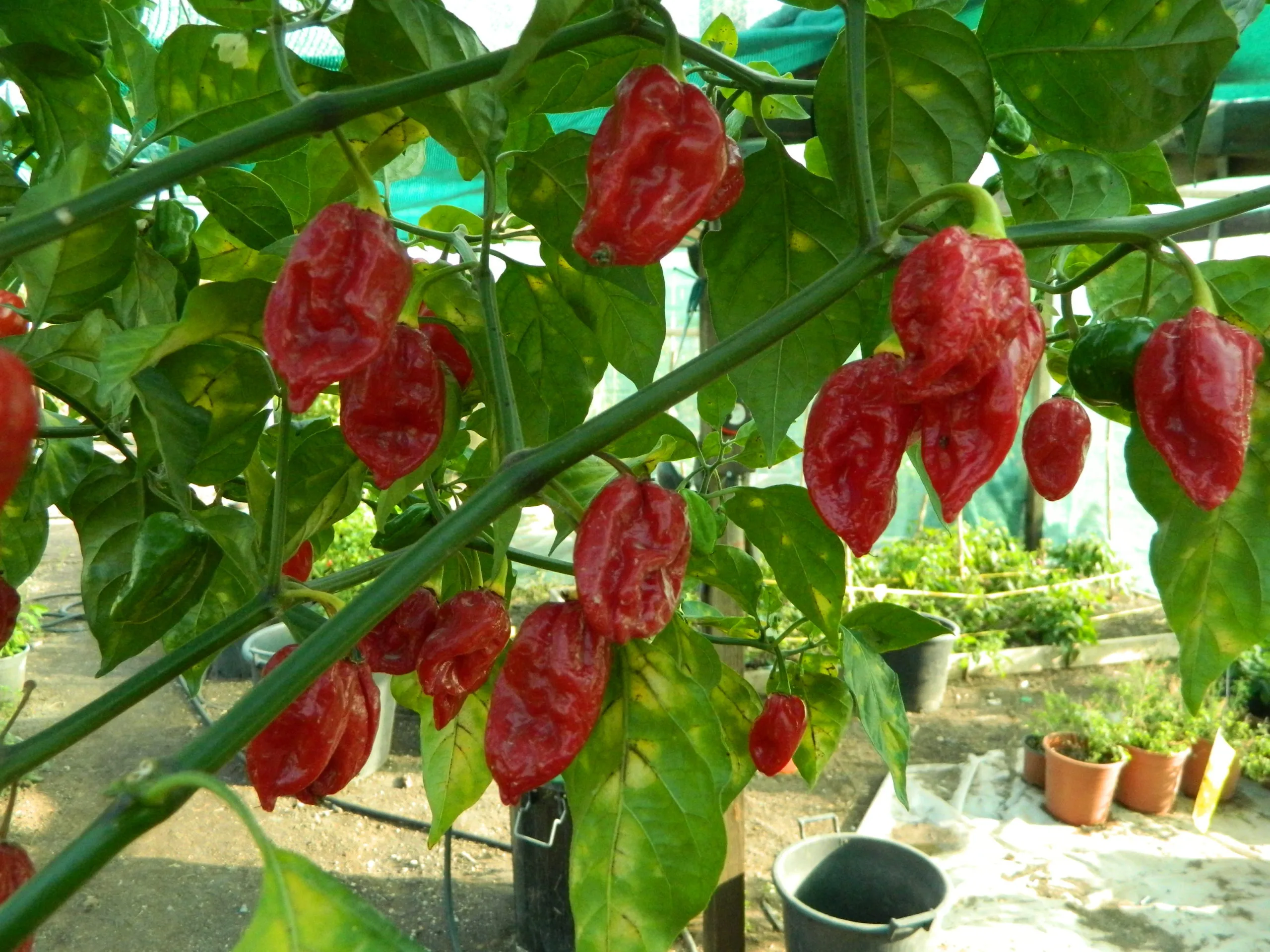 Fatalii Red Chilli Seeds - Image 4
