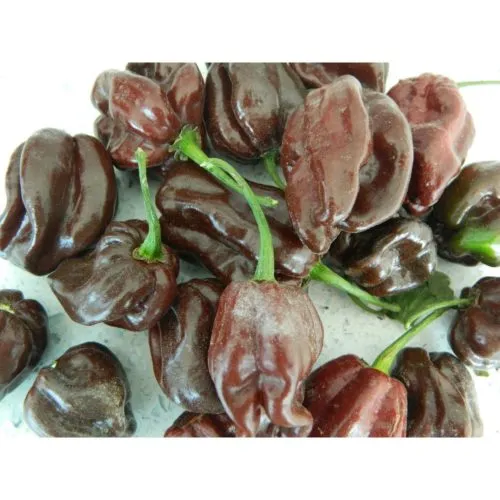 Chocolate Habanero