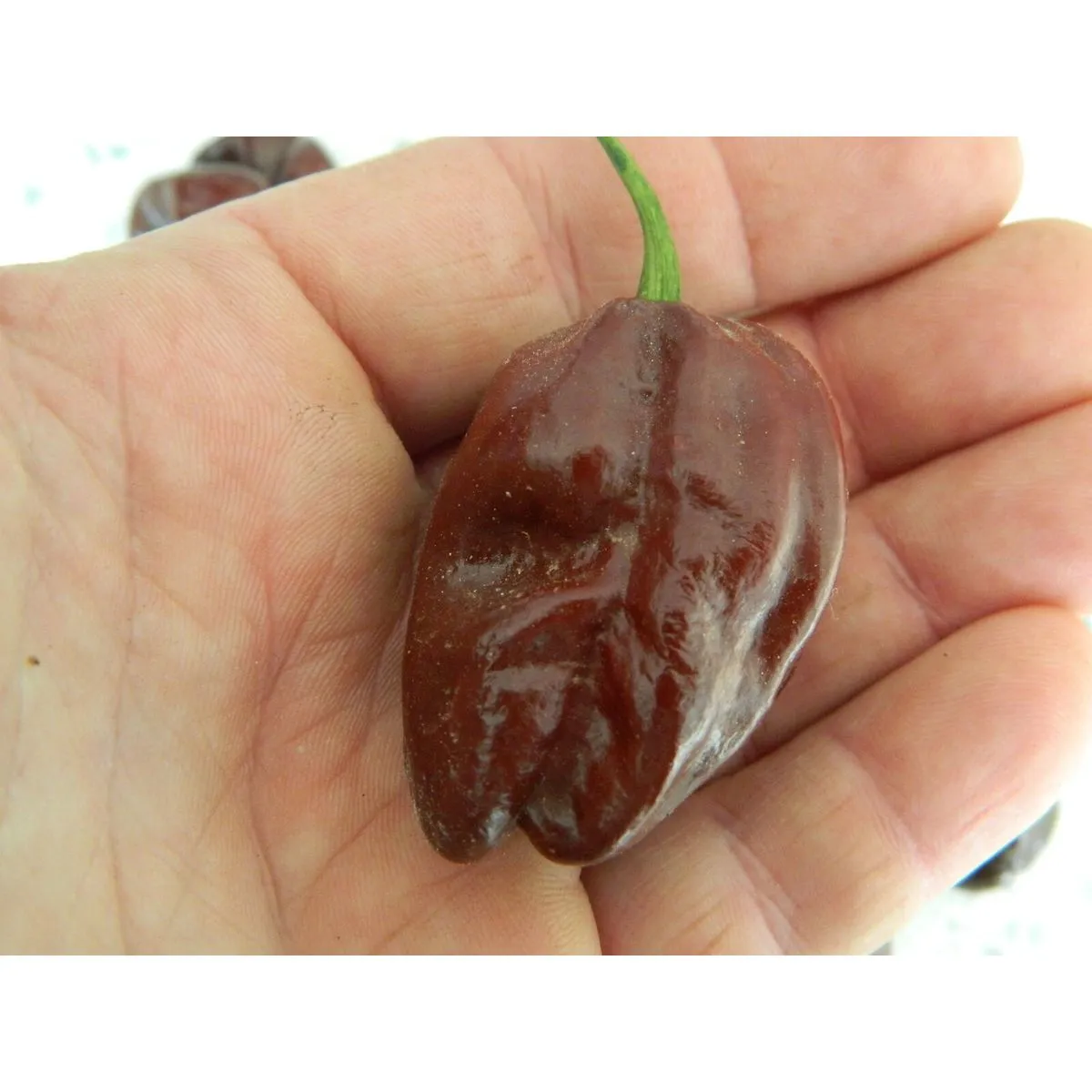 Chocolate Habanero - Image 4