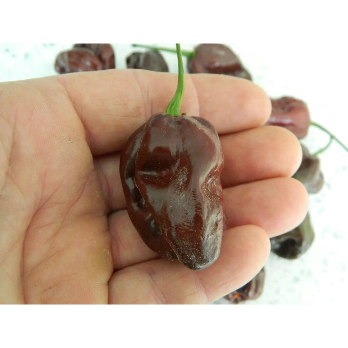 Chocolate Habanero - Image 6