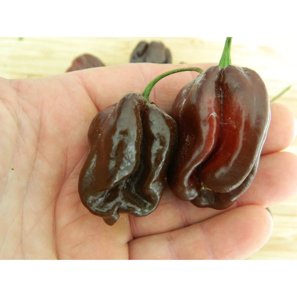 Chocolate Habanero - Image 8